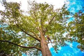 Villisca, IA Tree Care Services Company