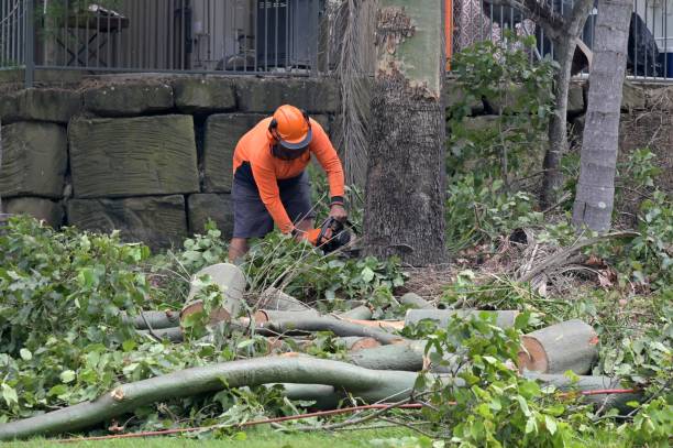 How Our Tree Care Process Works  in  Villisca, IA