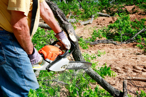 Best Root Management and Removal  in Villisca, IA